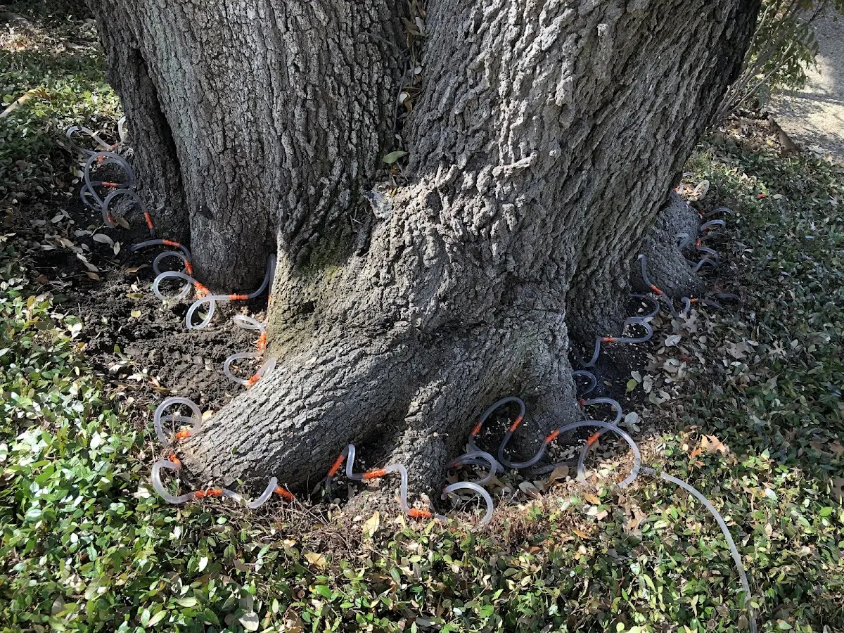 Detailed Tree Cabling and Bracing job site in Casmalia